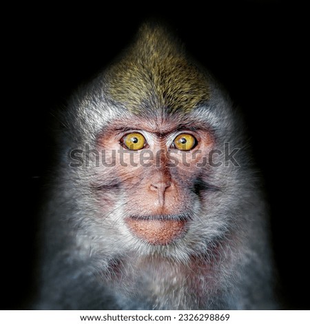 Image, Stock Photo Berber monkey Circus Zoo