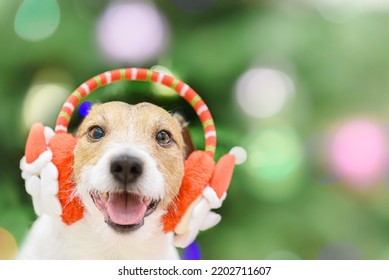 Amusing Dog Wearing Christmas Ear Muffs With Santa Clauses As Holiday Costume