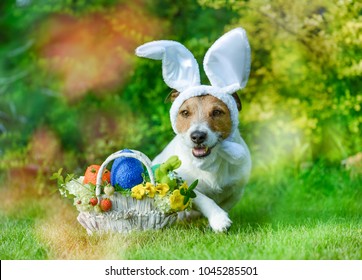 Amusing Dog Wearing Rabbit Ears Representing Stock Photo (Edit Now ...