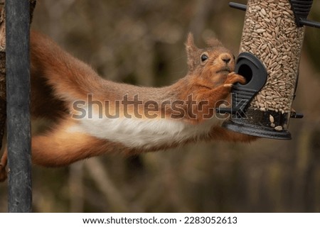 an amusing image of a red squirrel as it stretches from a treen over to a bird feeder as it steals the food.