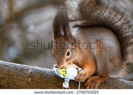 an amusing image of a red squirrel as it stretches from a treen over to a bird feeder as it steals the food.