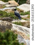 An amusing photo of a gray crow holding a nut in its beak trolling on rocks amid clumps of grass.