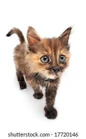 amusing small kitty on white background
