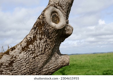 An amusing treetrunk, looking like a face, on a hilltop in west Wales, UK.