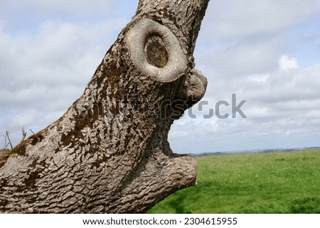 An amusing treetrunk, looking like a face, on a hilltop in west Wales, UK.
