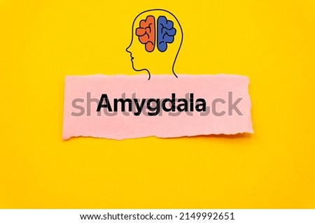 Amygdala.The word is written on a slip of colored paper. Psychological terms, psychologic words, Spiritual terminology. psychiatric research. Mental Health Buzzwords.