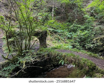 "An enchanting forest scene featuring a moss-covered stone bridge over a small, clear stream. Dense greenery surrounds the peaceful path, creating a serene atmosphere." - Powered by Shutterstock