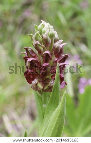 Anacamptis coriophora, Orchis coriophora, Bug Orchid. Wild plant shot in summer.