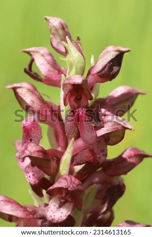 Anacamptis coriophora, Orchis coriophora, Bug Orchid. Wild plant shot in summer.
