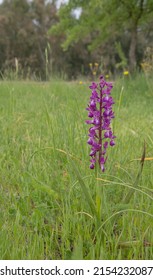 Anacamptis laxiflora Lax-flowered, Loose-flowered orchid, a Spring flower growing alone in a bright green grass meadow