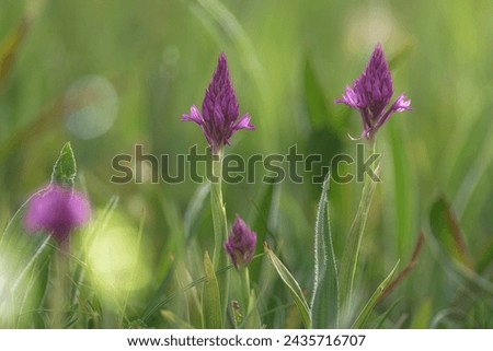 Anacamptis pyramidalis on a defocused green background bathed in sunlight in the fields of La Galea, in Getxo