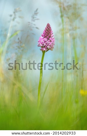 Anacamptis pyramidalis Pyramidal orchid flower growing in long grass meadow in Spring south France