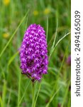 

Anacamptis Pyramidalis or pyramidal orchid, has a height of 40 to 60 cm, blooms between May and July. This plant is widely distributed in Europe and is usually found in meadows or scrubland.