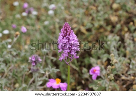 Anacamptis pyramidalis is a species of orchid belonging to the Salepaceae family, known as the pointed salep