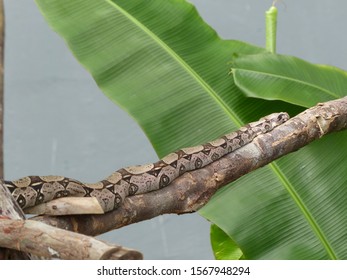 Anaconada Snake (Boa Constrictor) Boidae Family. Amazon Rainfores, Brazil