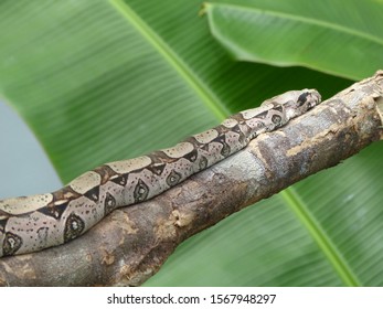 Anaconada Snake (Boa Constrictor) Boidae Family. Amazon Rainfores, Brazil