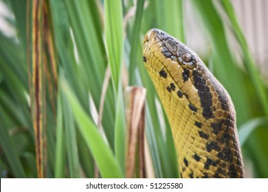 Anaconda