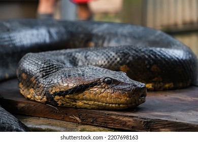 Anaconda Of The Amazon River As It Passes Through Peru In August 2019.