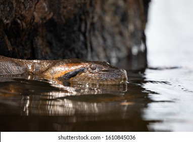 Anaconda in the Amazonian Rainforest