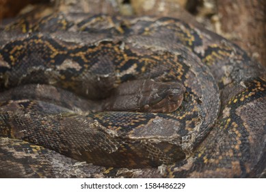 Anaconda Beautiful Skin Laying Down On Stock Photo 1584486229 ...