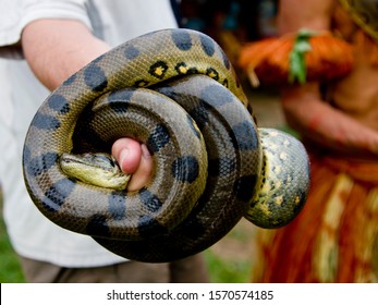 Anaconda Eunectes Murinus Libertad Peru Stock Photo 1570574185 ...