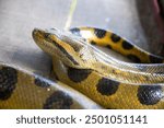 Anaconda. The green or common anaconda is a species of constrictor snake of the boa family.