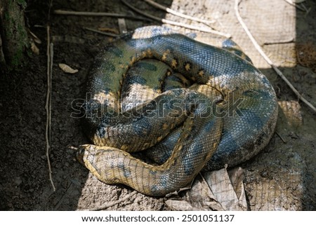 Anaconda. The green or common anaconda is a species of constrictor snake of the boa family.