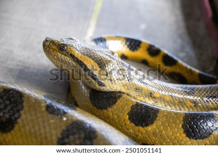 Anaconda. The green or common anaconda is a species of constrictor snake of the boa family.