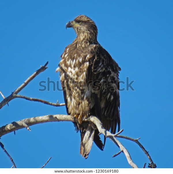 Anaconda Mt Usa 10272018 Bald Eagle Stock Photo Edit Now