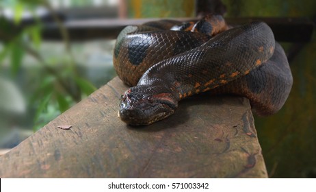 Anaconda on a wooden log. Scientific name: Eunectes murinus