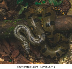The Anaconda is one of the largest snakes in the boa family. An Ariel, birds eye view of an anaconda in the jungle.