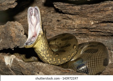 Anaconda open the mouth
