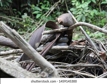 Anaconda In A Pile Of Branches On Coca River, Ecuador