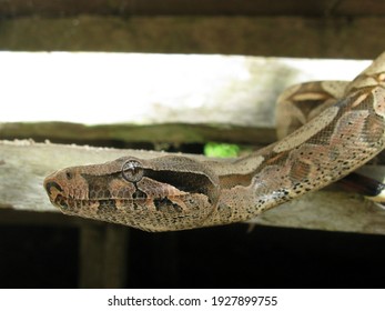 Anaconda Snake (Boa Constrictor) Boidae Family. Amazon Rainforest, Brazil