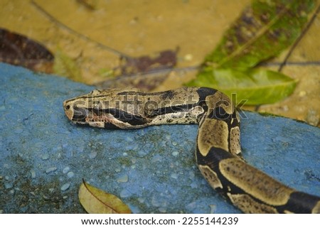 Anaconda snake (Boa constrictor) Boidae family. Amazon rainforest, Brazil
