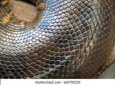 Anaconda Snake Skin Stock Photo 669700120 | Shutterstock