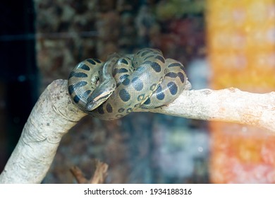 Anaconda  Sucuri snake curled up on a tree branch close up. selective focus