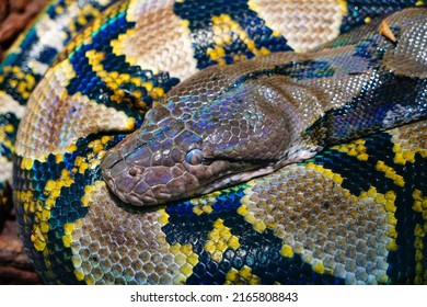 1,797 Anaconda in water Images, Stock Photos & Vectors | Shutterstock