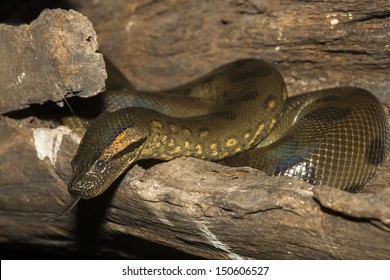 Anaconda In The Zoo.