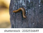 Anadenobolus monilicornis, known as the yellow-banded millipede or bumble bee millipede, is a species of millipede in the family Rhinocricidae.