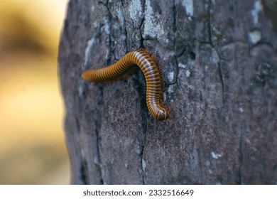 Anadenobolus monilicornis, known as the yellow-banded millipede or bumble bee millipede, is a species of millipede in the family Rhinocricidae.