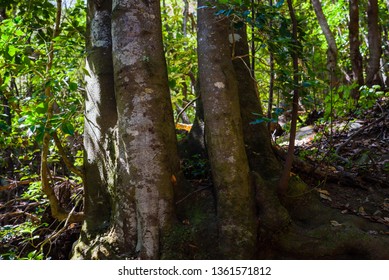 Anaga Forest Reserve. Tenerife. Canary Islands. Spain - Shutterstock ID 1361571812