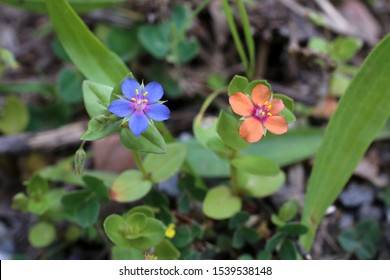 Anagallis Arvensis - Wild Flower