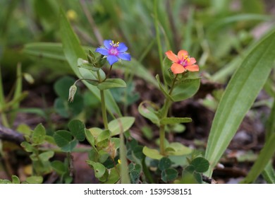 Anagallis Arvensis - Wild Flower