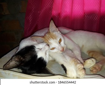 Anak Kucing Images, Stock Photos u0026 Vectors  Shutterstock