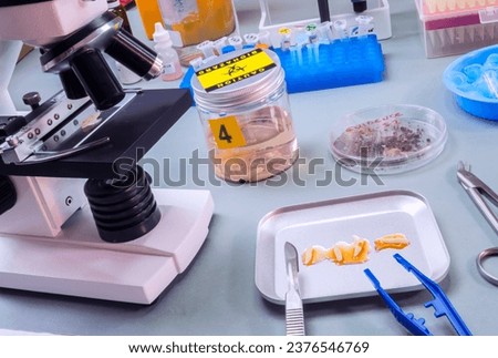 Analysis of larvae from corpse involved in murder in crime lab, conceptual image