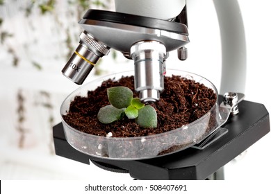 Analysis Of Soil Sample With Young Plant Under Microscope