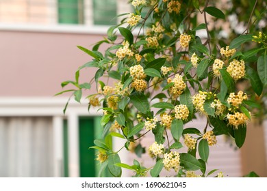 Anan, Tembusu Flower (Fagraea Fragrans Roxb.) Over Blured House Background,it's  Good Smell Flower