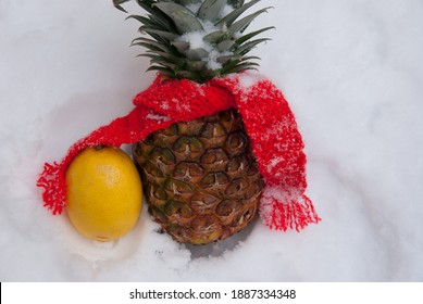 An ananas and a citron in the snow