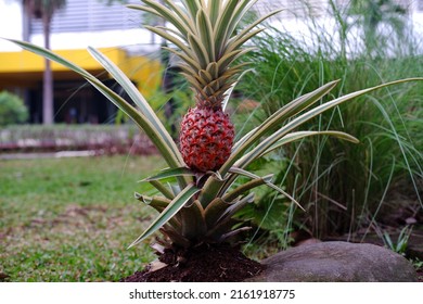 Ananas comosus Variegatus, is a variegated species of Ananas comosus know as Pineapple in english and Ananas or nanas. is a tropical plant with an edible fruit in the family Bromeliaceae